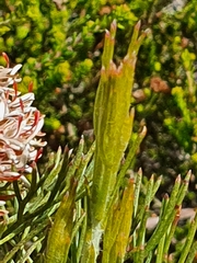 Serruria ascendens