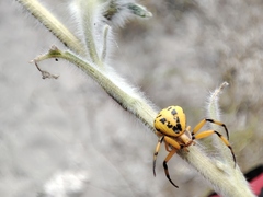 Misumenoides formosipes