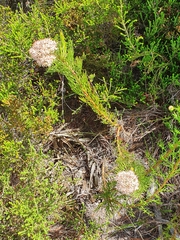 Serruria ascendens