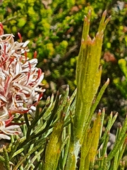 Serruria ascendens