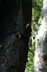 Aphrastura spinicauda