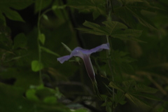 Ipomoea setosa melanotricha