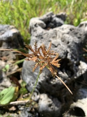 Cyperus polystachyos