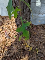 Nabalus serpentarius