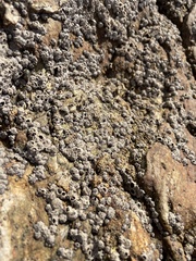 Littorina subrotundata