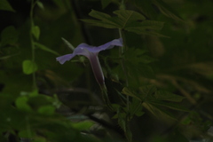 Ipomoea setosa melanotricha