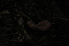 Leucoagaricus lilaceus