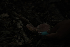 Leucoagaricus lilaceus