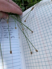Eleocharis geniculata