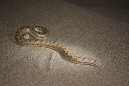 Dwarf Sand Boa