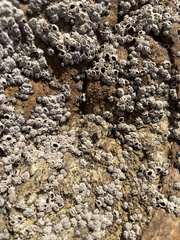 Littorina subrotundata