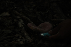 Leucoagaricus lilaceus