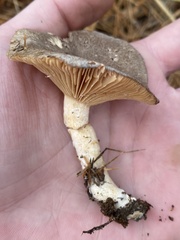 Lactarius glyciosmus