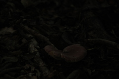 Leucoagaricus lilaceus