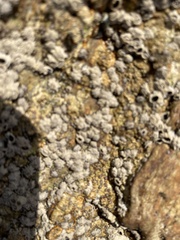 Littorina subrotundata