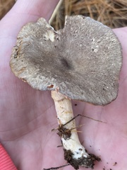 Lactarius glyciosmus
