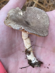 Lactarius glyciosmus