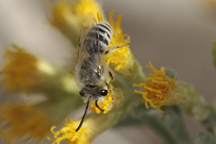 Colletes moricei