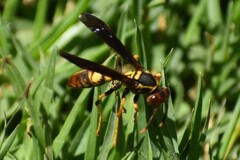 Polistes peruvianus