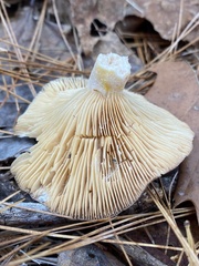 Lactarius glyciosmus