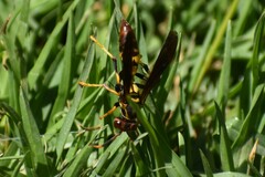 Polistes peruvianus