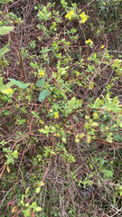Hypericum hypericoides