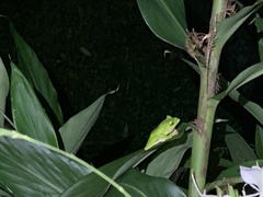 Zhangixalus prasinatus