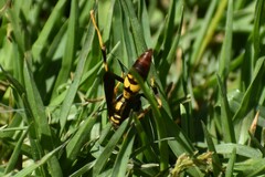 Polistes peruvianus