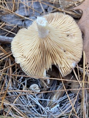 Lactarius glyciosmus