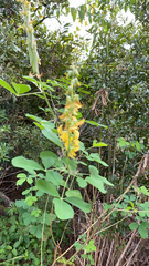Crotalaria pallida