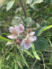 Rubus rigidus