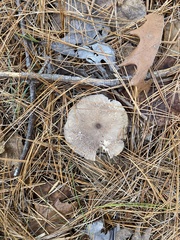 Lactarius glyciosmus
