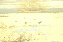 Jacana spinosa