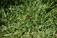 Polistes peruvianus