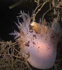 Dendronotus europaeus