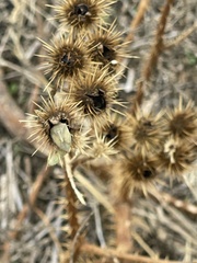 Thyanta custator accerra