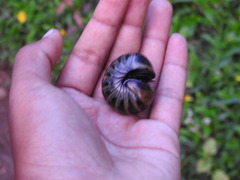 Arthrosphaera
