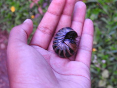 Arthrosphaera