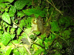 Indosylvirana
