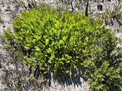 Protea acaulos
