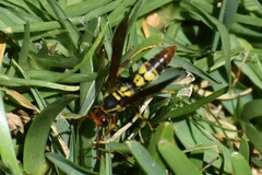 Polistes peruvianus