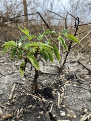 Zanthoxylum hirsutum