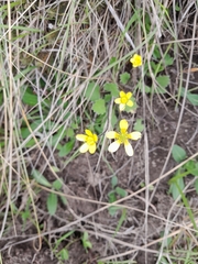 Ranunculus multiscapus