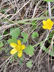 Ranunculus multiscapus