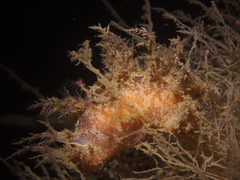 Dendronotus europaeus