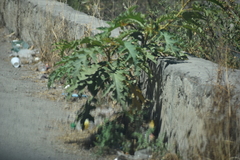 Solanum chrysotrichum