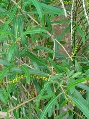 Sapium haematospermum