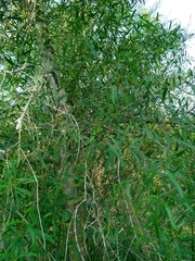 Sapium haematospermum
