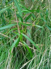 Sapium haematospermum
