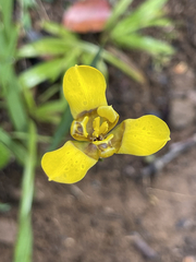 Trimezia martinicensis